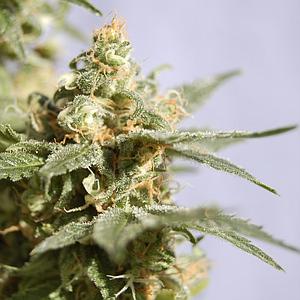 SMILE  5pcs feminized (Kannabia Seeds)