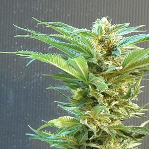 THAI FANTASY  5pcs feminized (Kannabia Seeds)