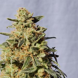 WHITE DOMINA  5pcs feminized (Kannabia Seeds)