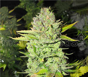 DEVIL FRUIT  3pcs feminized (Medical Seeds)