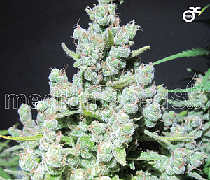 MALAKOFF  3pcs feminized (Medical Seeds)