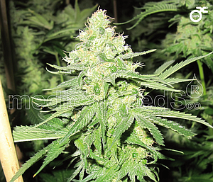 NO NAME  3pcs feminized (Medical Seeds)