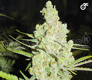 1024  3pcs feminized (Medical Seeds)