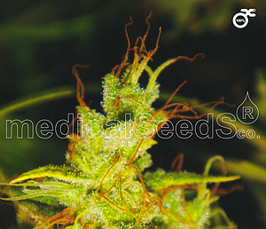 2046  3pcs feminized (Medical Seeds)