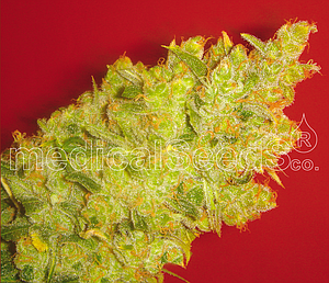 JACK LA MOTA  3pcs feminized (Medical Seeds)