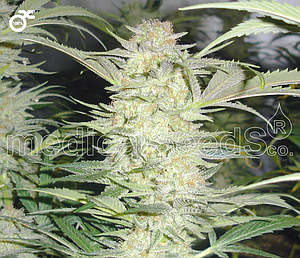 WHITE WIDOW  3pcs feminized (Medical Seeds)