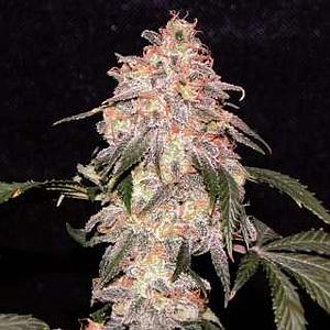 AURORA INDICA  5pcs feminized (Nirvana)
