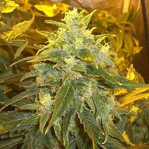 NORTHERN LIGHT  5pcs feminized (Nirvana)