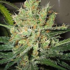 PURE POWER  5pcs feminized (Nirvana)