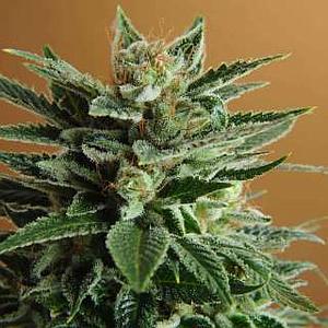 SNOW WHITE  5pcs feminized (Nirvana)