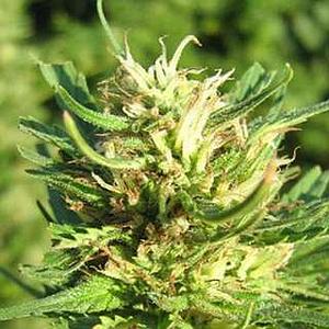 SUPER SKUNK  5pcs feminized (Nirvana)