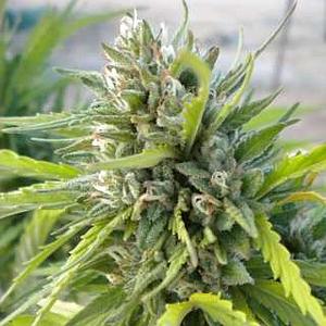 WHITE RHINO  5pcs feminized (Nirvana)