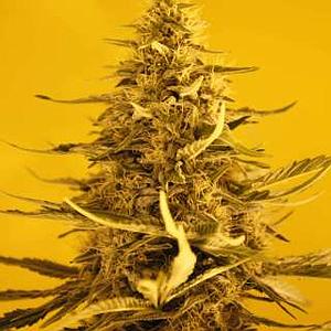 WHITE WIDOW  5pcs feminized (Nirvana)