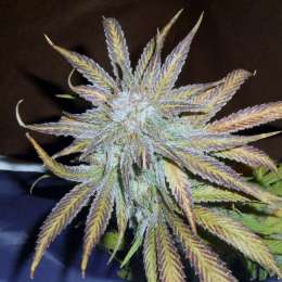 BLUE MYSTIC  10pcs feminized (Nirvana)