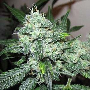 ICE  10pcs feminized (Nirvana)