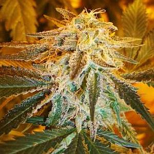 AUTO NORTHERN LIGHT  10pcs autoflower & feminized (Nirvana)