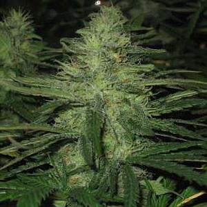NORTHERN LIGHT  10pcs regular (Nirvana)