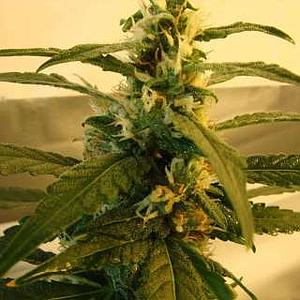 SUPER SKUNK  10pcs regular (Nirvana)