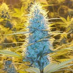 WHITE WIDOW  10pcs regular (Nirvana)