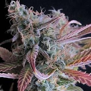 RASPBERRY COUGH  5pcs feminized (Nirvana)