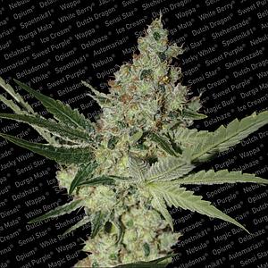 ACID ® 3pcs feminized (Paradise Seeds)