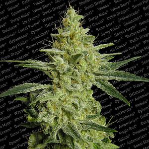 ALLKUSH ® 3pcs feminized (Paradise Seeds)