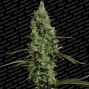 ATOMICAL HAZE ® 3pcs feminized (Paradise Seeds)