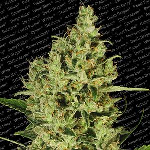 DELAHAZE ® 3pcs feminized (Paradise Seeds)