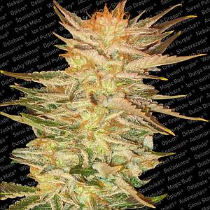 ICECREAM ® 3pcs feminized (Paradise Seeds)