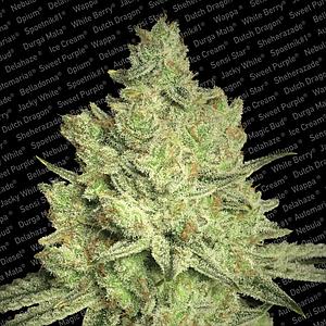 JACKY WHITE ® 3pcs feminized (Paradise Seeds)