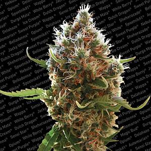 LUCID BOLT ® 3pcs feminized (Paradise Seeds)