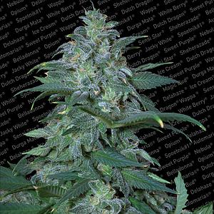 MAGIC BUD ® 3pcs feminized (Paradise Seeds)