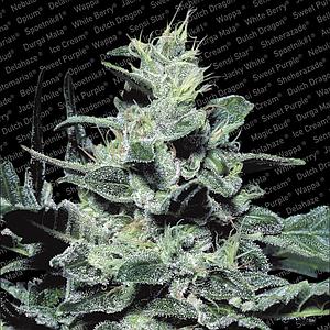 NEBULA  ® 3pcs feminized (Paradise Seeds)