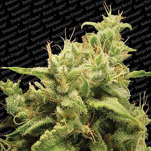 OPIUM ® 3pcs feminized (Paradise Seeds)