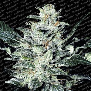 SENSI STAR ® 3pcs feminized (Paradise Seeds)