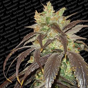 SPOETNIK#1 ® 3pcs feminized (Paradise Seeds)