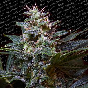 SWEET PURPLE ® 3pcs feminized (Paradise Seeds)