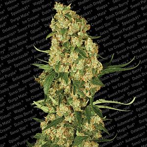 WAPPA ® 3pcs feminized (Paradise Seeds)