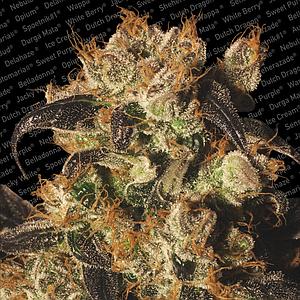 WHITE BERRY ® 3pcs feminized (Paradise Seeds)