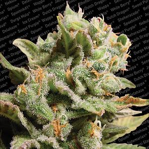 DUTCH DRAGON ® 5pcs feminized (Paradise Seeds)