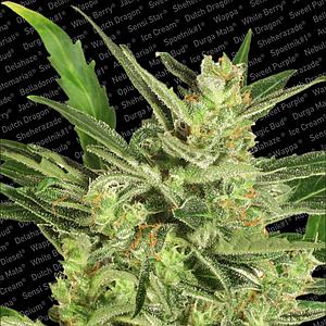 AUTOMARIA II ® 3pcs autoflower & feminized (Paradise Seeds)