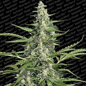 PANDORA ® 3pcs autoflower & feminized (Paradise Seeds)