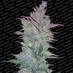 VERTIGO ® 3pcs autoflower & feminized (Paradise Seeds)