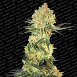 AUTO WAPPA ® 10pcs autoflower & feminized (Paradise Seeds)