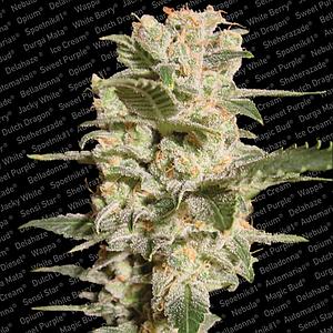 BELLADONA ® 5pcs regular (Paradise Seeds)