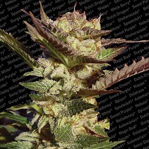 DURGA MATA ® 5pcs regular (Paradise Seeds)