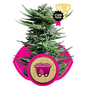 SHINING SILVER HAZE  3pcs feminized (Royal Queen Seeds)