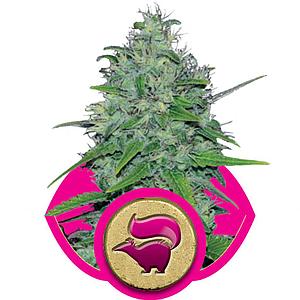 SKUNK #1  3pcs feminized (Royal Queen Seeds)