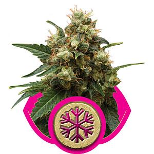 ICE  5pcs feminized (Royal Queen Seeds)