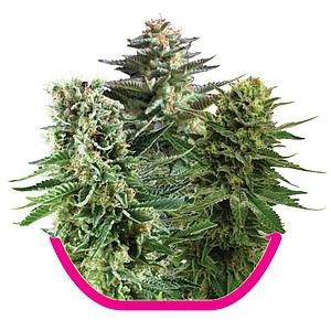 INDOOR MIX  5pcs feminized (Royal Queen Seeds)